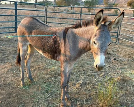 Wild Ass Healing Following Recent Projectile Strike on Feral Donkeys in California