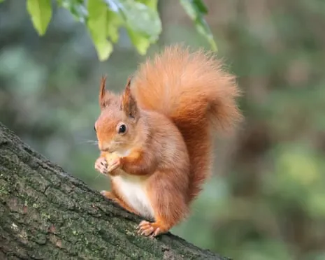 Isle of Wight Squirrels Flourishing on Isle of Wight with Possibility to Nearly Double, Research Indicates