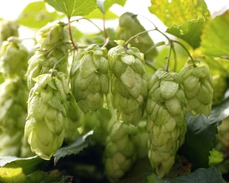 Craft A Custom Brewing Corner: Growing Hops Turns Out Straightforward and Satisfying