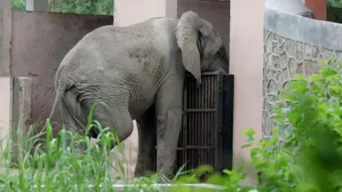 Isolated Life and Demise of India’s Capital’s Sole African Elephant