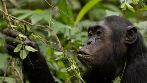 Chimpanzees Consuming an Amount Equal of One Lager Per Day from Overripe Fruits, Investigation Reveals