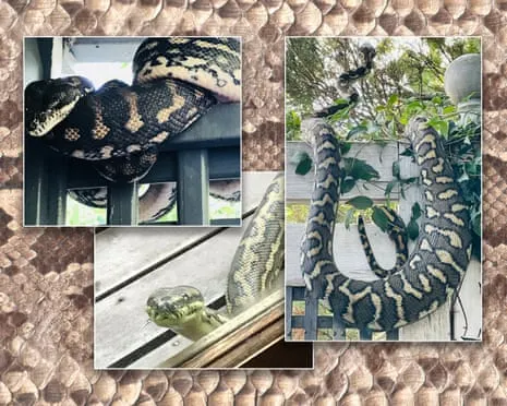 Accepting the Snakes in the Overhead Space: A Journey from Fear to Admiration