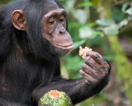 Chimpanzees Drink Everyday Alcohol Equivalent to a Lager from Fermented Figs