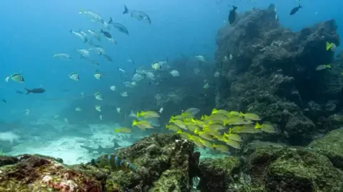 Crucial Oceans Pact Crosses Key Benchmark to Enter into Force