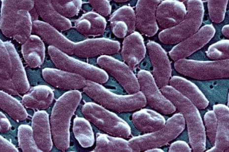 Louisiana Records Five Deaths from Necrotizing Bacteria in Coastal Seawater